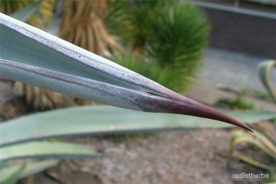 Agave americana leaf3.jpeg